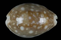 藏品(白星寶螺)的圖片